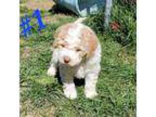 Lagotto Romagnolo Puppy for sale in Alamogordo, NM, USA