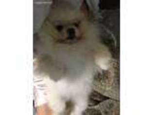 Pomeranian Puppy for sale in Pittsburgh, PA, USA