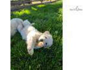 Great Pyrenees Puppy for sale in Bakersfield, CA, USA