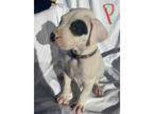 Dogo Argentino Puppy for sale in Adelanto, CA, USA
