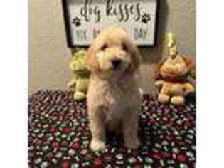 Goldendoodle Puppy for sale in Porterville, CA, USA