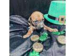 Rhodesian Ridgeback Puppy for sale in Calimesa, CA, USA