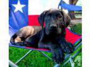 Great Dane Puppy for sale in SUGAR LAND, TX, USA