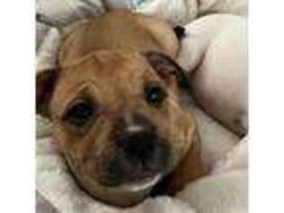 Staffordshire Bull Terrier Puppy for sale in Keystone Heights, FL, USA