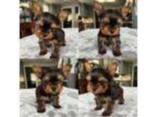 Yorkshire Terrier Puppy for sale in Merced, CA, USA