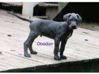 Great Dane Puppy for sale in Stanfield, NC, USA