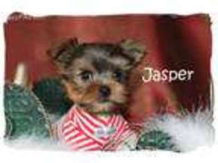 Yorkshire Terrier Puppy for sale in Vacaville, CA, USA