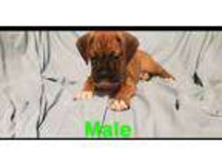 Boxer Puppy for sale in Harlem, GA, USA