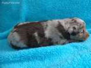 Miniature Australian Shepherd Puppy for sale in Garrison, IA, USA