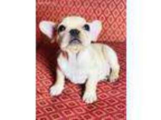 French Bulldog Puppy for sale in Buckhead, GA, USA