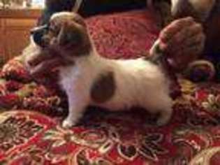 Jack Russell Terrier Puppy for sale in Jupiter, FL, USA