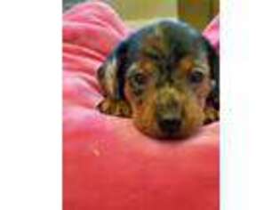 Dachshund Puppy for sale in Goshen, IN, USA