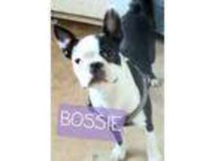 Boston Terrier Puppy for sale in Lebanon, OR, USA