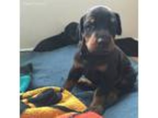 Doberman Pinscher Puppy for sale in Mount Airy, MD, USA