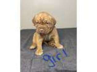 American Bull Dogue De Bordeaux Puppy for sale in Milwaukee, WI, USA