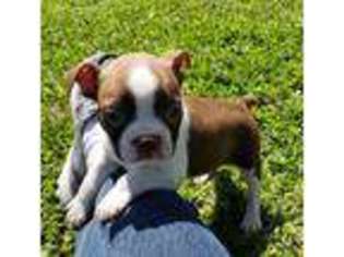 Boston Terrier Puppy for sale in Noel, MO, USA