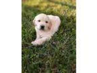 Golden Retriever Puppy for sale in Romney, WV, USA