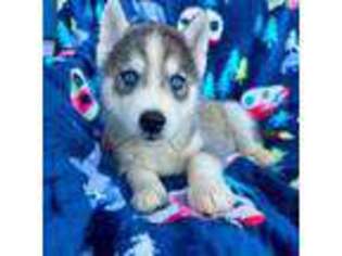 Siberian Husky Puppy for sale in Centreville, MD, USA