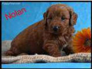 Goldendoodle Puppy for sale in Cambridge City, IN, USA