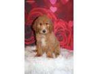 Goldendoodle Puppy for sale in Frostproof, FL, USA