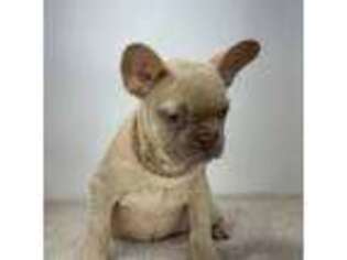French Bulldog Puppy for sale in Melissa, TX, USA