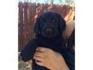 Labradoodle Puppy for sale in Desert Hot Springs, CA, USA