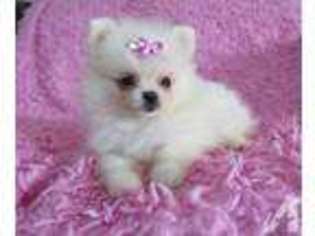 Pomeranian Puppy for sale in FLORENCE, OR, USA