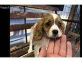 Cavalier King Charles Spaniel Puppy for sale in Halifax, VA, USA