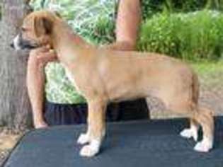 Whippet Puppy for sale in Robersonville, NC, USA
