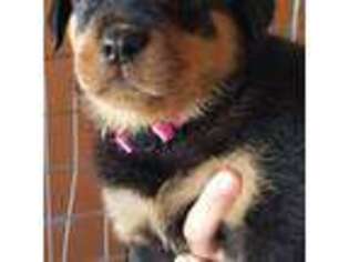 Rottweiler Puppy for sale in Anderson, CA, USA