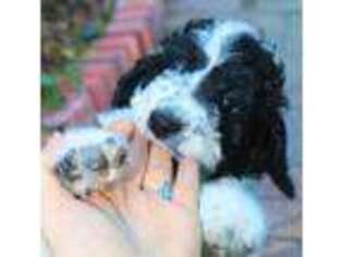 Labradoodle Puppy for sale in Rancho Cucamonga, CA, USA