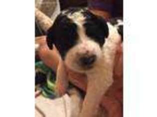 Mutt Puppy for sale in Ripon, CA, USA