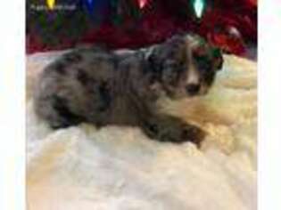 Miniature Australian Shepherd Puppy for sale in Lexington, NE, USA