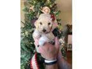Labradoodle Puppy for sale in Fayetteville, TN, USA