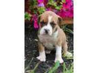 Mutt Puppy for sale in Williamsburg, PA, USA