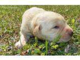 Labrador Retriever Puppy for sale in Smithfield, NC, USA