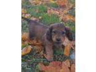 Dachshund Puppy for sale in Cato, NY, USA