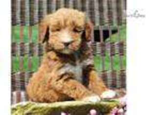 Goldendoodle Puppy for sale in Harrisburg, PA, USA