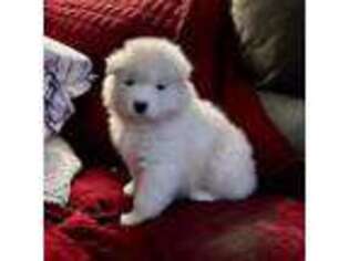 Samoyed Puppy for sale in Carson, CA, USA