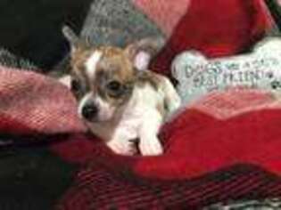 Chihuahua Puppy for sale in Spring Hill, KS, USA