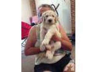 Goldendoodle Puppy for sale in KINGSTON, TN, USA
