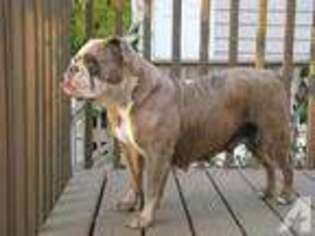 Olde English Bulldogge Puppy for sale in FOREST LAKE, MN, USA