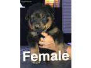 Rottweiler Puppy for sale in Washington, PA, USA