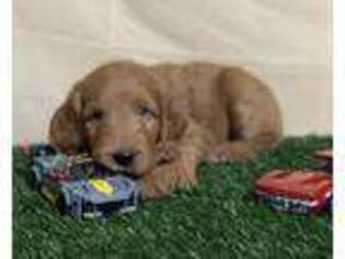 Goldendoodle Puppy for sale in Sheboygan, WI, USA
