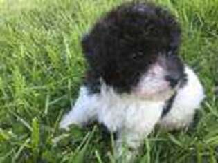 Mutt Puppy for sale in Cub Run, KY, USA
