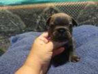 French Bulldog Puppy for sale in Navasota, TX, USA