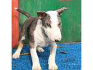 Bull Terrier Puppy for sale in Texarkana, TX, USA