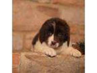 Newfoundland Puppy for sale in Bethel, PA, USA