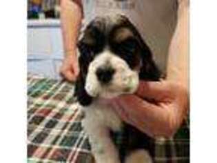 Cocker Spaniel Puppy for sale in Waynesville, MO, USA
