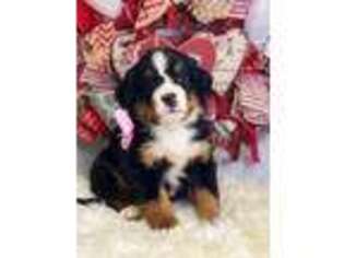 Bernese Mountain Dog Puppy for sale in Norman, OK, USA